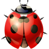 lady-bug-button